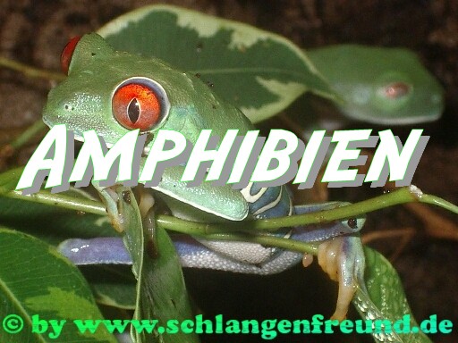 Amphibien