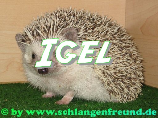 Igel