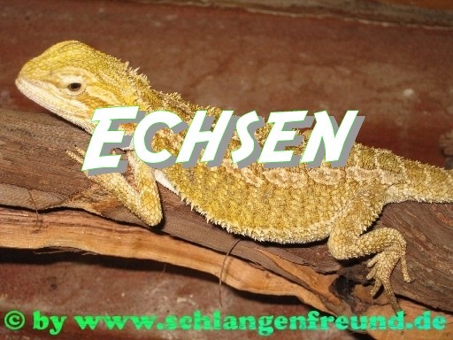 Echsen