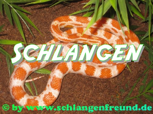 Schlangen