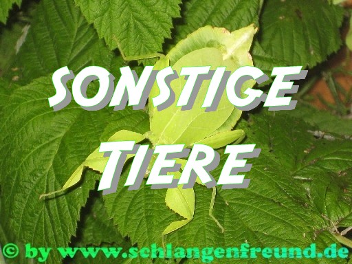 sonstige Tiere