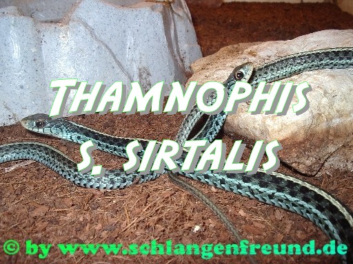 Thamnophis