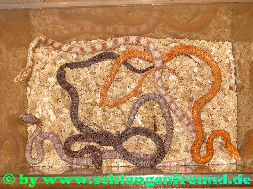 Pantherophis