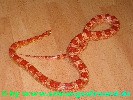 Pantherophis