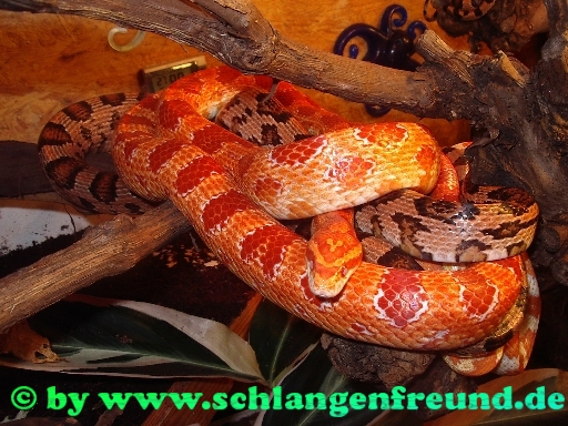 Pantherophis