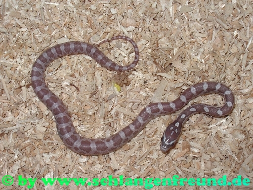 Pantherophis