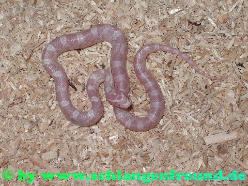 Pantherophis