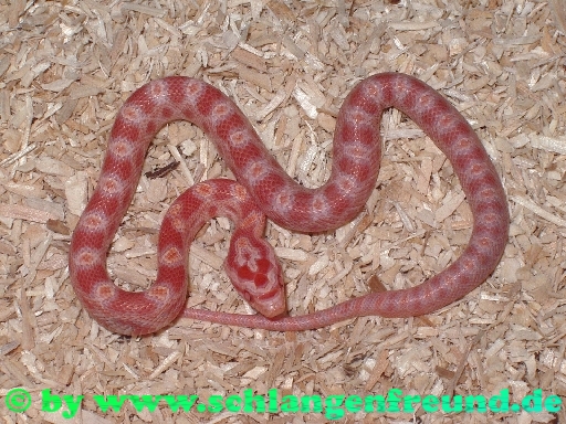 Pantherophis