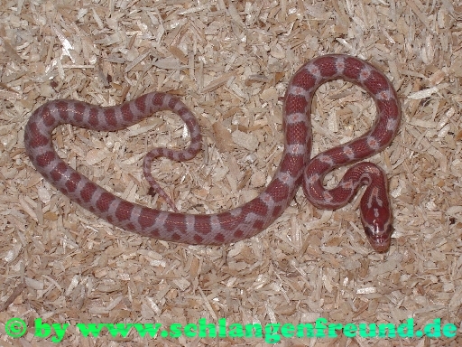 Pantherophis