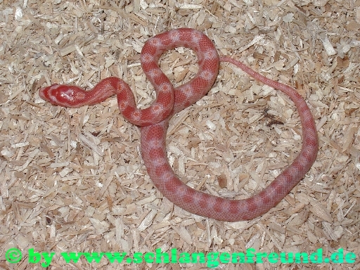 Pantherophis