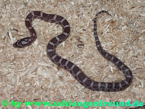 Pantherophis