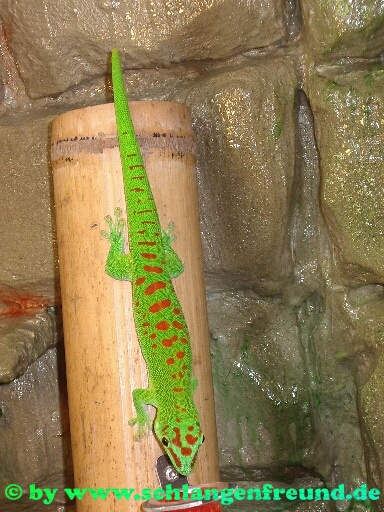 Phelsuma