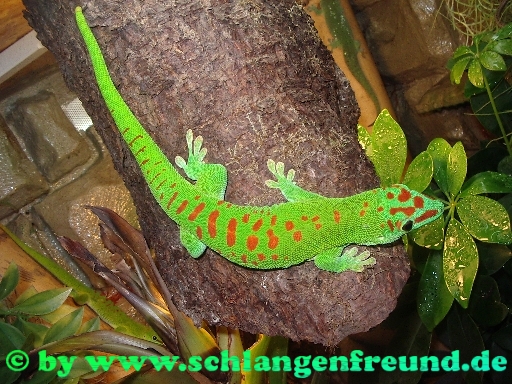 Phelsuma