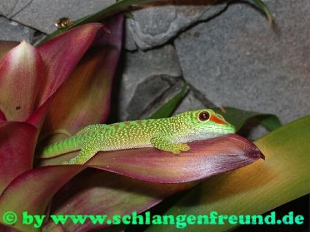 Phelsuma