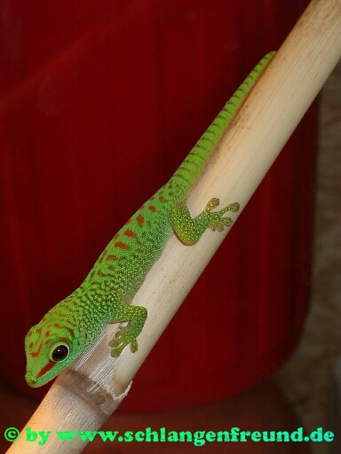 Phelsuma