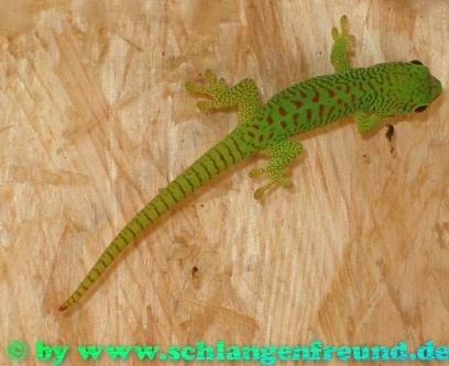 Phelsuma