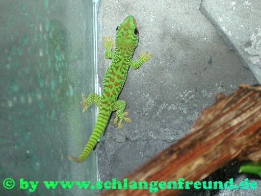 Phelsuma