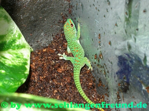 Phelsuma