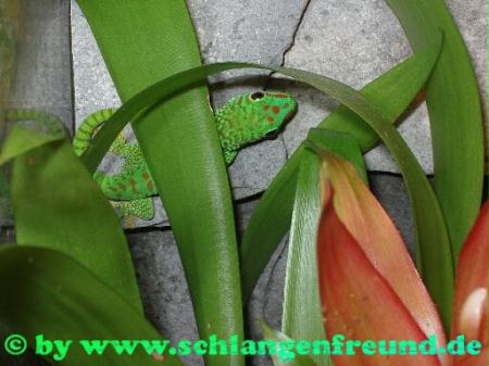 Phelsuma