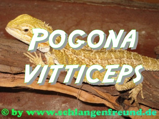 Pogona