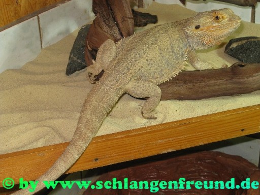 Pogona vitticeps