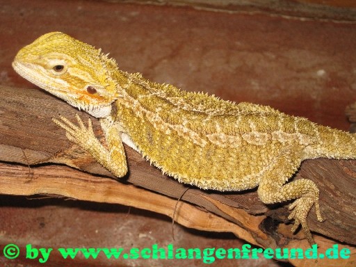 Pogona vitticeps