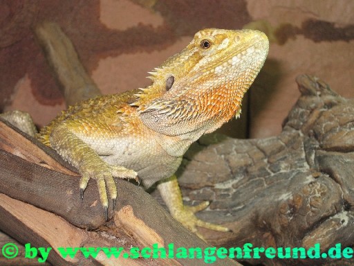 Pogona vitticeps