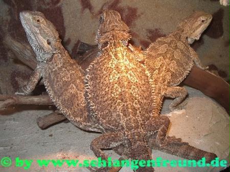 Pogona vitticeps