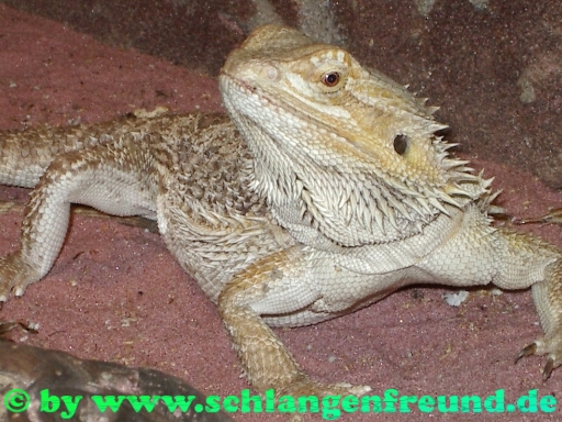 Pogona vitticeps