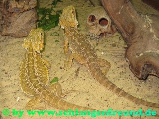 Pogona vitticeps