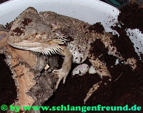 Pogona vitticeps