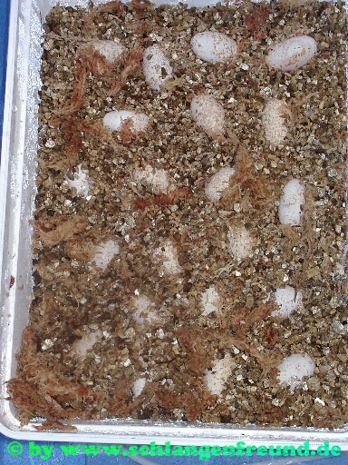 Pogona vitticeps