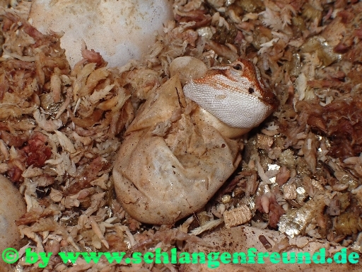 Pogona vitticeps