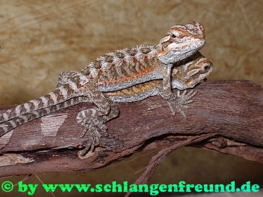 Pogona vitticeps