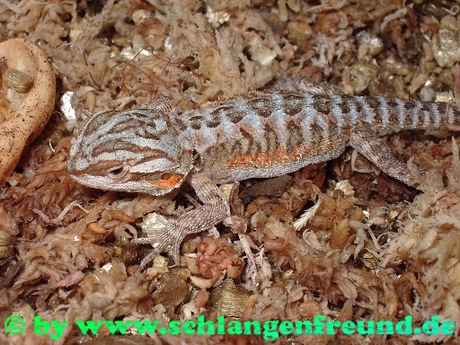 Pogona vitticeps