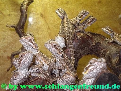 Pogona vitticeps