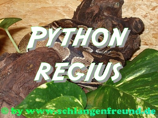 Python