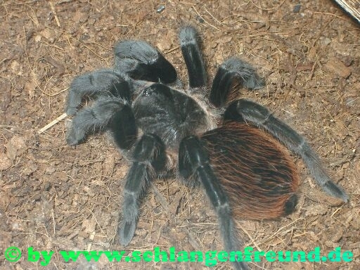 Brachypelma vagans