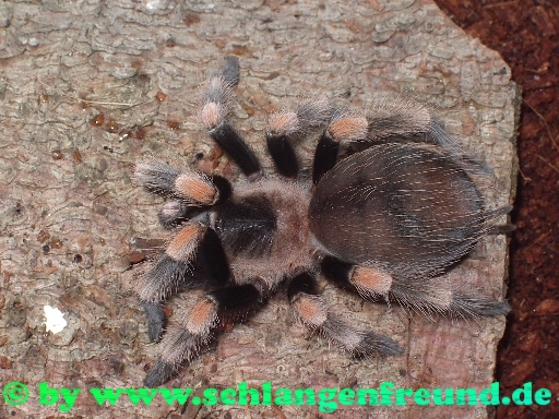 Brachypelma smithi