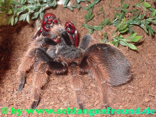 Brachypelma klaasi