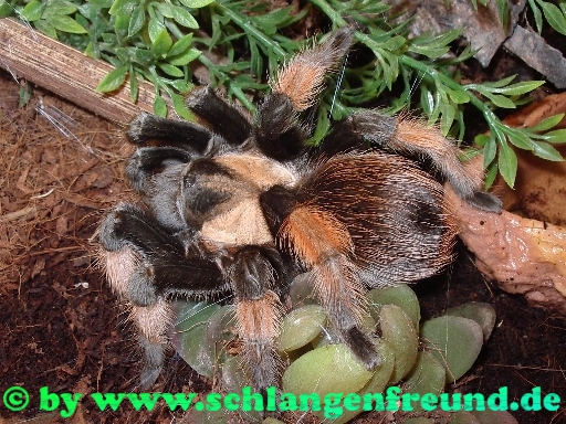 Brachypelma emilia