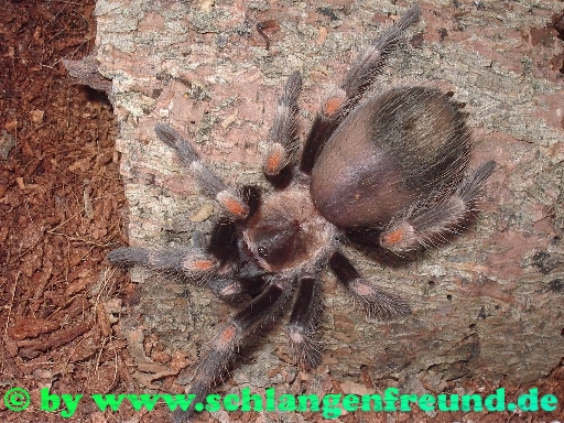 Brachypelma auratum