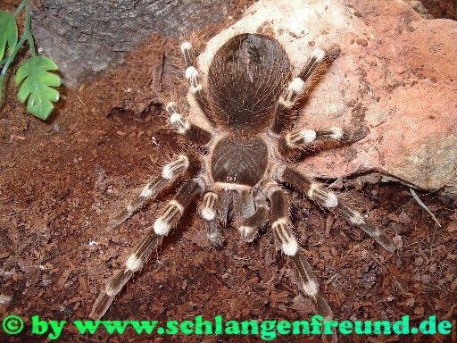 Acanthoscurria geniculata