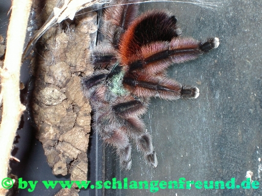 Avicularia versicolor