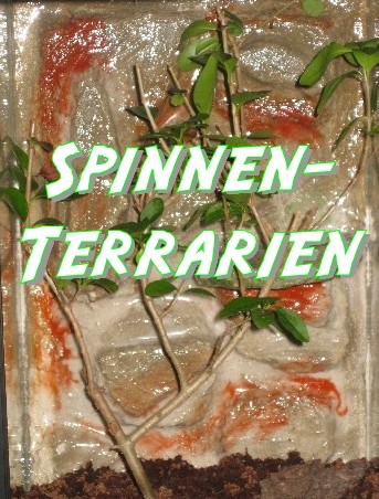 Spinnenterrarien