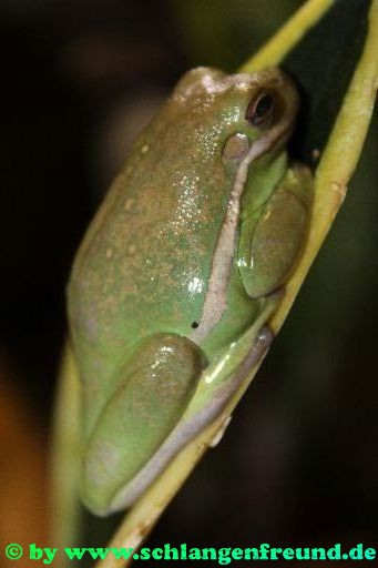 Hyla cinerea