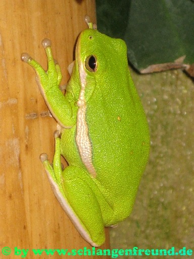 Hyla cinerea