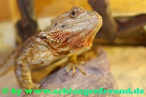 Pogona vitticeps