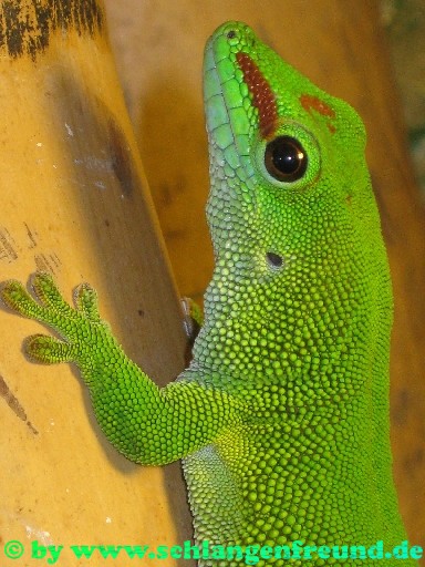 Phelsuma madagascariensis grandis