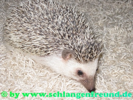 Weissbauchigel